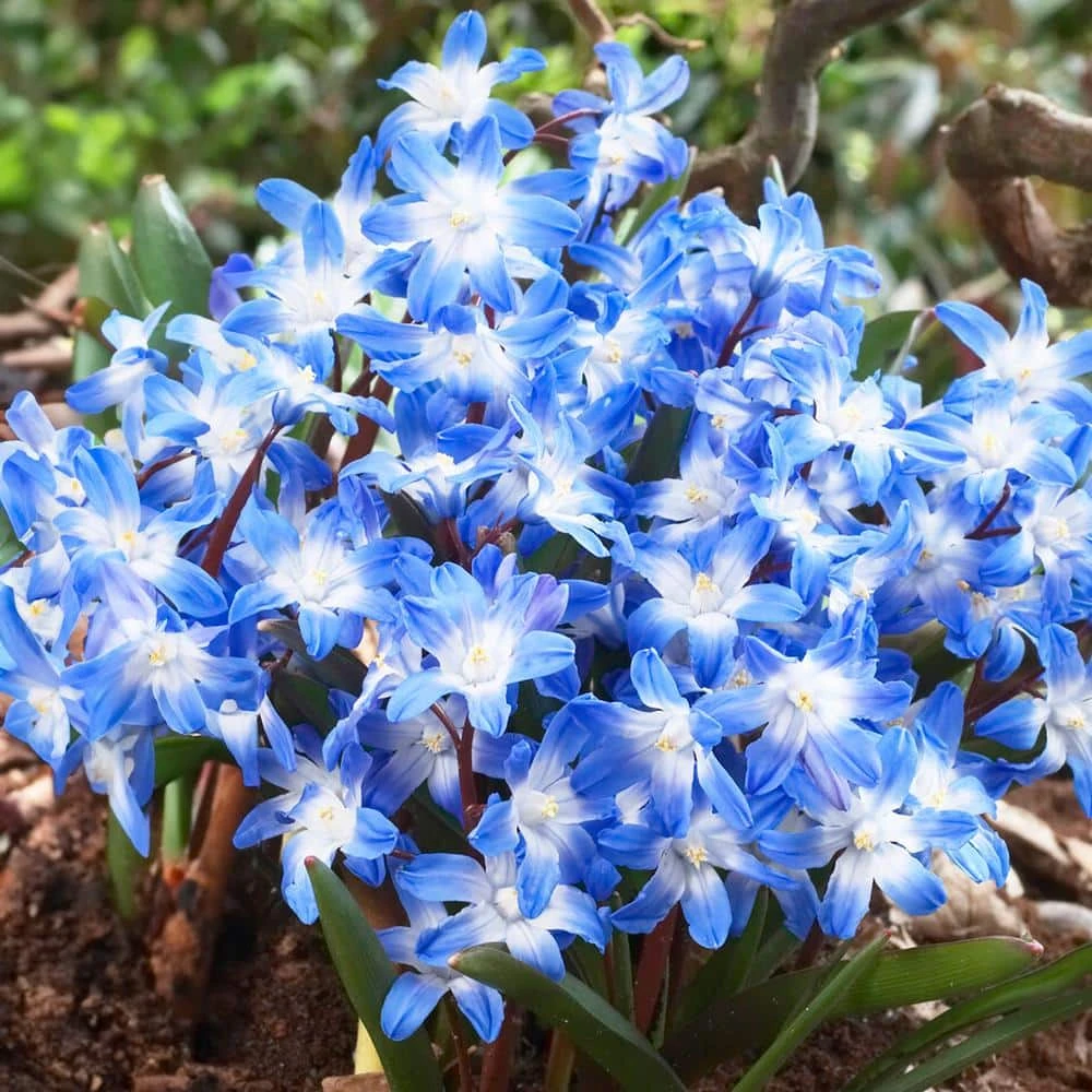 5/Plus Cm, Blue Giant Chionodoxa Glory Of The Snow Flower Bulbs (Bag Of 50) 3 5/Plus Cm, Blue Giant Chionodoxa Glory Of The Snow Flower Bulbs (Bag Of 50)