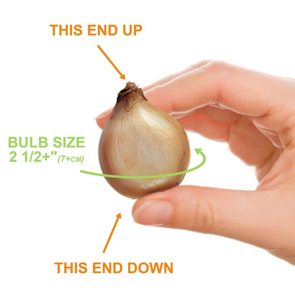 7/Plus Cm, White Single Snowdrops Galanthus Flower Bulbs (Bag Of 100) 6 7/Plus Cm, White Single Snowdrops Galanthus Flower Bulbs (Bag Of 100) - Image 4