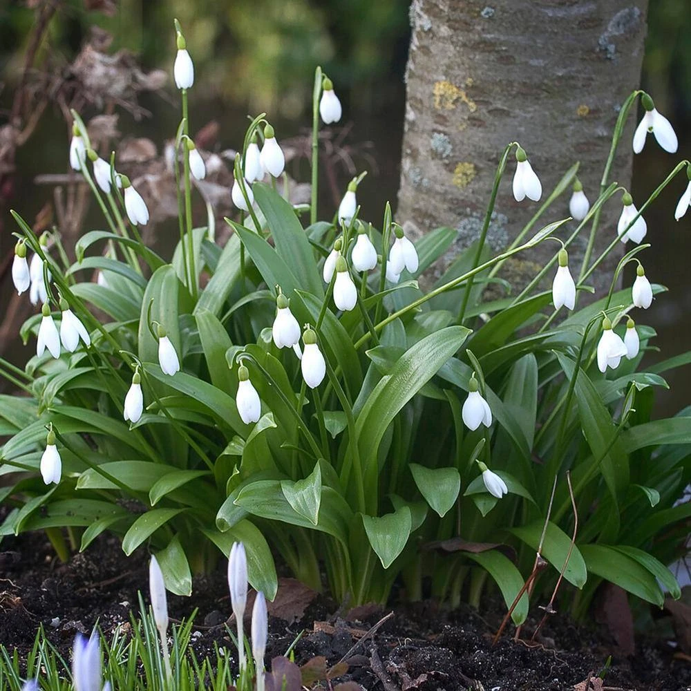 7/Plus Cm, White Single Snowdrops Galanthus Flower Bulbs (Bag Of 100) 9 7/Plus Cm, White Single Snowdrops Galanthus Flower Bulbs (Bag Of 100) - Image 7