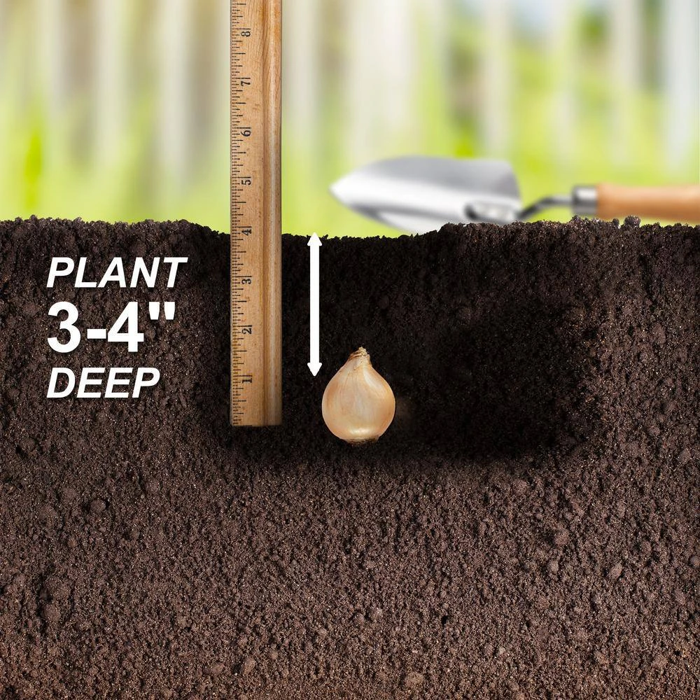 7/Plus Cm, White Single Snowdrops Galanthus Flower Bulbs (Bag Of 100) 7 7/Plus Cm, White Single Snowdrops Galanthus Flower Bulbs (Bag Of 100) - Image 5