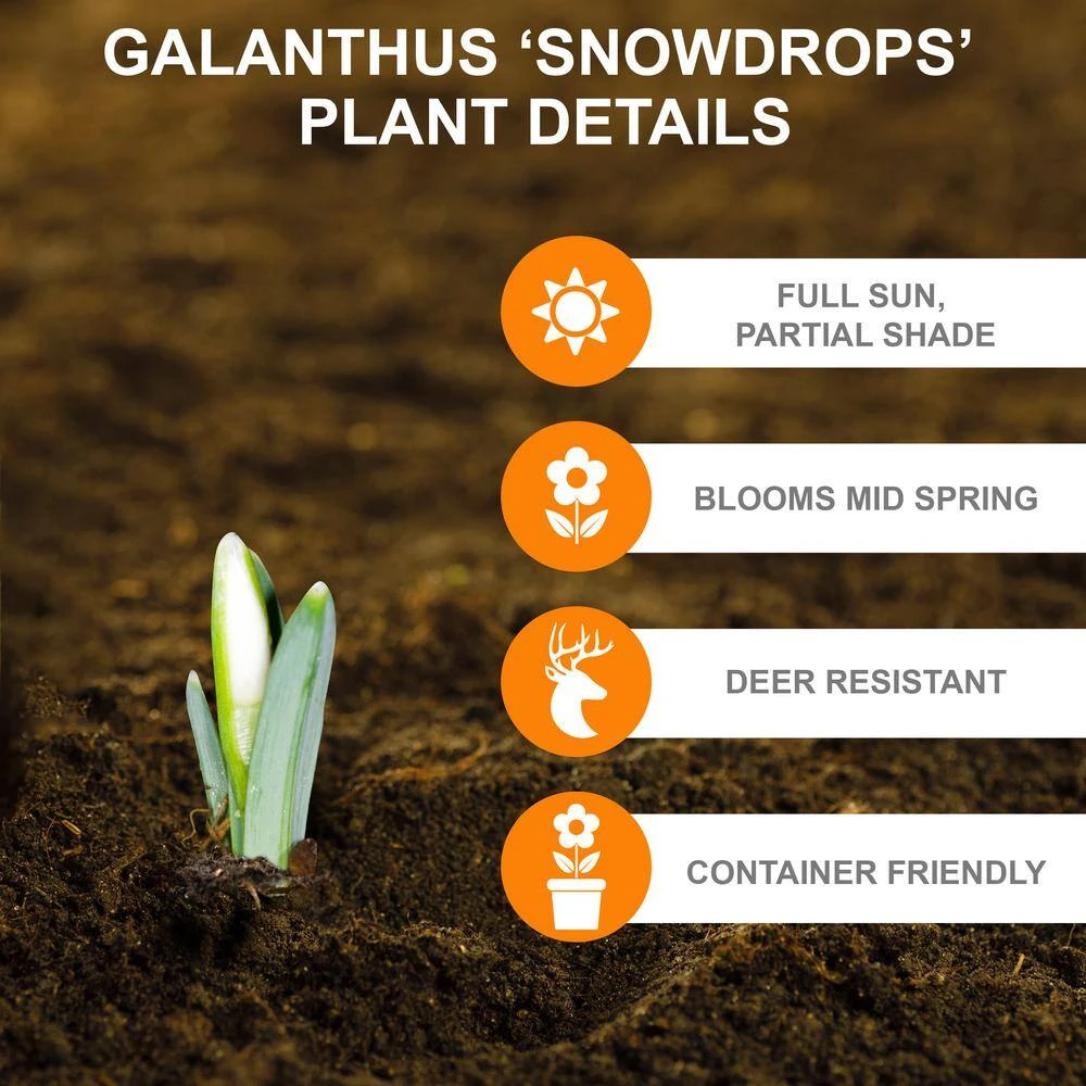 7/Plus Cm, White Single Snowdrops Galanthus Flower Bulbs (Bag Of 100) 4 7/Plus Cm, White Single Snowdrops Galanthus Flower Bulbs (Bag Of 100) - Image 2