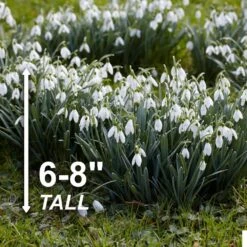 7/Plus Cm, White Single Snowdrops Galanthus Flower Bulbs (Bag Of 50) 11 7/Plus Cm, White Single Snowdrops Galanthus Flower Bulbs (Bag Of 50) -J Parkers Garden Store garden state bulb flower bulbs ecf 124 50 01 4f 1000
