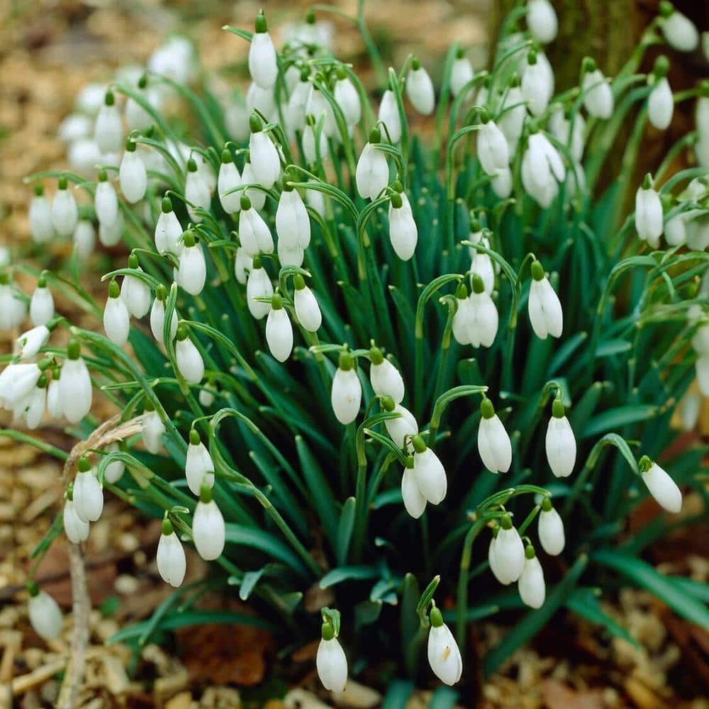 7/Plus Cm, White Single Snowdrops Galanthus Flower Bulbs (Bag Of 50) 3 7/Plus Cm, White Single Snowdrops Galanthus Flower Bulbs (Bag Of 50)