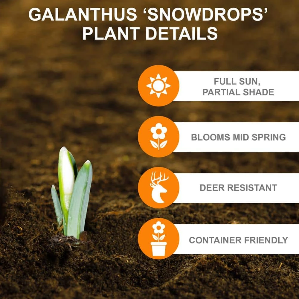 7/Plus Cm, White Single Snowdrops Galanthus Flower Bulbs (Bag Of 50) 4 7/Plus Cm, White Single Snowdrops Galanthus Flower Bulbs (Bag Of 50) - Image 2