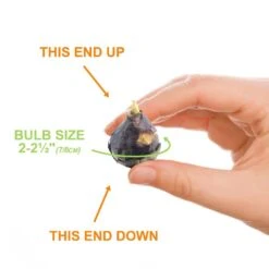 7/8 Cm, Siberian Squill Scilla Flower Bulbs (Bag Of 100) -J Parkers Garden Store garden state bulb flower bulbs ecf 125 100 02 1f 1000