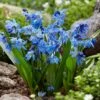 7/8 Cm, Siberian Squill Scilla Flower Bulbs (Bag Of 100) -J Parkers Garden Store garden state bulb flower bulbs ecf 125 100 02 64 1000