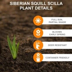 7/8 Cm, Siberian Squill Scilla Flower Bulbs (Bag Of 100) -J Parkers Garden Store garden state bulb flower bulbs ecf 125 100 02 c3 1000