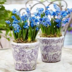 7/8 Cm, Siberian Squill Scilla Flower Bulbs (Bag Of 50) -J Parkers Garden Store garden state bulb flower bulbs ecf 125 50 01 31 1000
