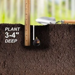 7/8 Cm, Siberian Squill Scilla Flower Bulbs (Bag Of 50) -J Parkers Garden Store garden state bulb flower bulbs ecf 125 50 01 44 1000