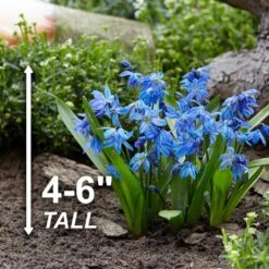7/8 Cm, Siberian Squill Scilla Flower Bulbs (Bag Of 50) -J Parkers Garden Store garden state bulb flower bulbs ecf 125 50 01 4f 1000