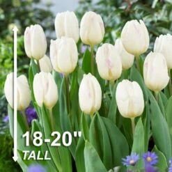 12/ Cm, White Flag Triumph Tulip Flower Bulbs (Bag Of 25) -J Parkers Garden Store garden state bulb flower bulbs ecf 126 25 01 4f 1000