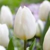 12/+ Cm White Flag Triumph Tulip Flower Bulbs (Bag Of 250) 2 12/+ Cm White Flag Triumph Tulip Flower Bulbs (Bag Of 250) -J Parkers Garden Store garden state bulb flower bulbs ecf 126 250 10 64 1000