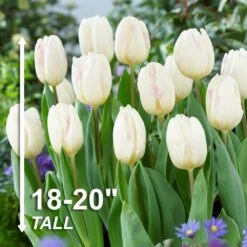 12/+ Cm White Flag Triumph Tulip Flower Bulbs (Bag Of 50) -J Parkers Garden Store garden state bulb flower bulbs ecf 126 50 02 4f 1000