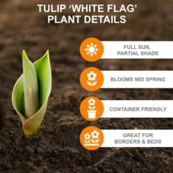 12/+ Cm White Flag Triumph Tulip Flower Bulbs (Bag Of 50) -J Parkers Garden Store garden state bulb flower bulbs ecf 126 50 02 c3 1000