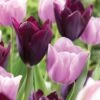 12/+ Cm Purple And Pink Mix Triumph Tulip Flower Bulbs (Bag Of 100) -J Parkers Garden Store garden state bulb flower bulbs ecf 127 100 04 64 1000