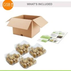 12/+ Cm Purple And Pink Mix Triumph Tulip Flower Bulbs (Bag Of 100) -J Parkers Garden Store garden state bulb flower bulbs ecf 127 100 04 76 1000