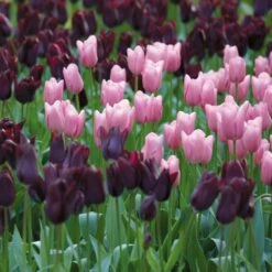 12/ Cm, Purple And Pink Mix Triumph Tulip Flower Bulbs (Bag Of 25) 17 12/ Cm, Purple And Pink Mix Triumph Tulip Flower Bulbs (Bag Of 25) -J Parkers Garden Store garden state bulb flower bulbs ecf 127 25 01 31 1000