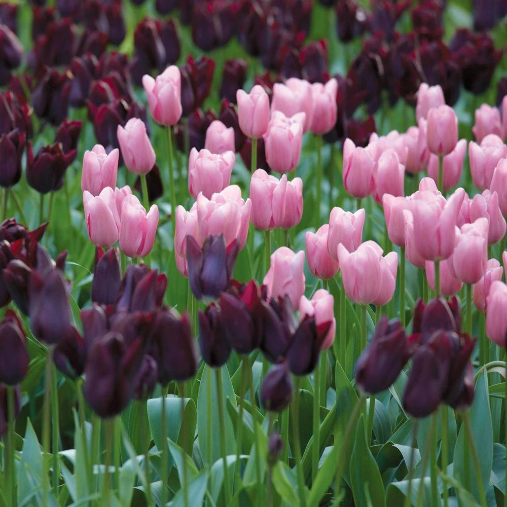 12/ Cm, Purple And Pink Mix Triumph Tulip Flower Bulbs (Bag Of 25) 10 12/ Cm, Purple And Pink Mix Triumph Tulip Flower Bulbs (Bag Of 25) - Image 8