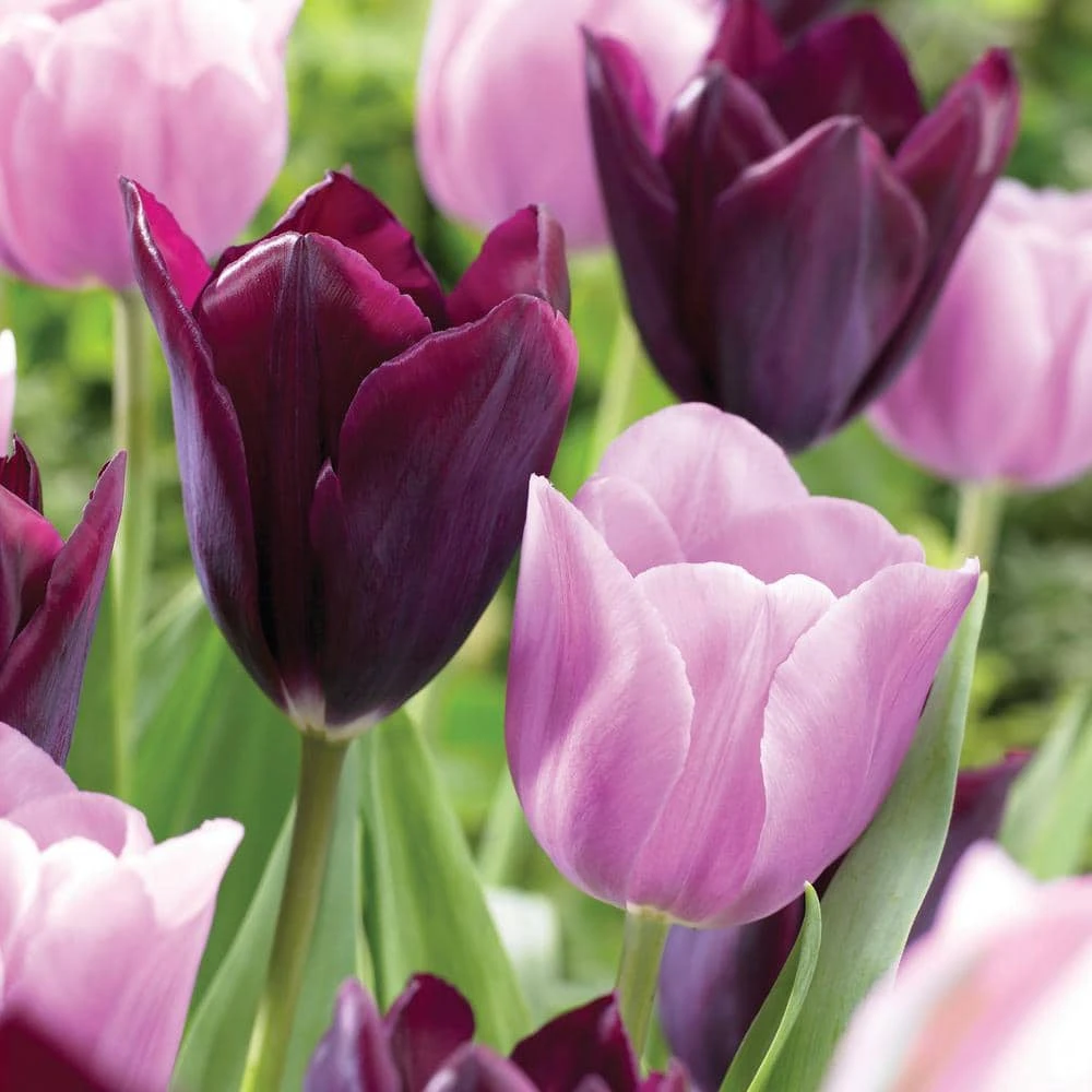 12/ Cm, Purple And Pink Mix Triumph Tulip Flower Bulbs (Bag Of 25) 3 12/ Cm, Purple And Pink Mix Triumph Tulip Flower Bulbs (Bag Of 25)