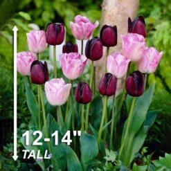 12/+ Cm Purple And Pink Mix Triumph Tulip Flower Bulbs (Bag Of 250) -J Parkers Garden Store garden state bulb flower bulbs ecf 127 250 10 4f 1000