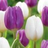 12/ Cm, Purple And White Mix Triumph Tulip Flower Bulbs (Bag Of 25) -J Parkers Garden Store garden state bulb flower bulbs ecf 128 25 01 64 1000