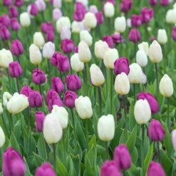 12/+ Cm Purple And White Mix Triumph Tulip Flower Bulbs (Bag Of 50) -J Parkers Garden Store garden state bulb flower bulbs ecf 128 50 02 31 1000