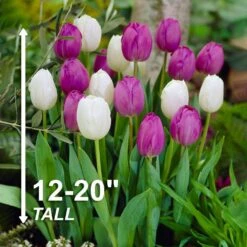 12/+ Cm Purple And White Mix Triumph Tulip Flower Bulbs (Bag Of 50) -J Parkers Garden Store garden state bulb flower bulbs ecf 128 50 02 4f 1000
