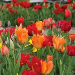 12/ Cm, Red And Orange Mix Darwin Hybrid Tulip Flower Bulbs (Bag Of 25) -J Parkers Garden Store garden state bulb flower bulbs ecf 129 25 01 31 1000