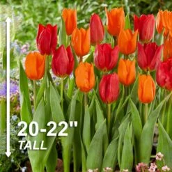 12/ Cm, Red And Orange Mix Darwin Hybrid Tulip Flower Bulbs (Bag Of 25) -J Parkers Garden Store garden state bulb flower bulbs ecf 129 25 01 4f 1000