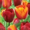12/+ Cm Red And Orange Mix Darwin Hybrid Tulip Flower Bulbs (Bag Of 250) 2 12/+ Cm Red And Orange Mix Darwin Hybrid Tulip Flower Bulbs (Bag Of 250) -J Parkers Garden Store garden state bulb flower bulbs ecf 129 250 10 64 1000