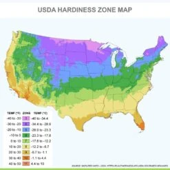 12/+ Cm Red And Orange Mix Darwin Hybrid Tulip Flower Bulbs (Bag Of 50) -J Parkers Garden Store garden state bulb flower bulbs ecf 129 50 02 fa 1000