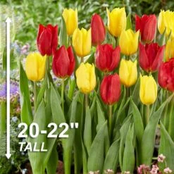 12/+ Cm Yellow And Red Mix Darwin Hybrid Tulip Flower Bulbs (Bag Of 100) -J Parkers Garden Store garden state bulb flower bulbs ecf 130 100 04 4f 1000