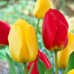 12/ Cm, Yellow And Red Mix Darwin Hybrid Tulip Flower Bulbs (Bag Of 25)