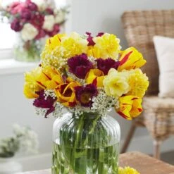 12/+ Cm Yellow And Maroon Mix Triumph Tulip Flower Bulbs (Bag Of 100) -J Parkers Garden Store garden state bulb flower bulbs ecf 131 100 04 31 1000