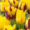 12/+ Cm Yellow And Maroon Mix Triumph Tulip Flower Bulbs (Bag Of 100) -J Parkers Garden Store garden state bulb flower bulbs ecf 131 100 04 64 1000
