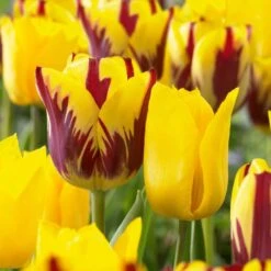 12/ Cm, Yellow And Maroon Mix Triumph Tulip Flower Bulbs (Bag Of 25)