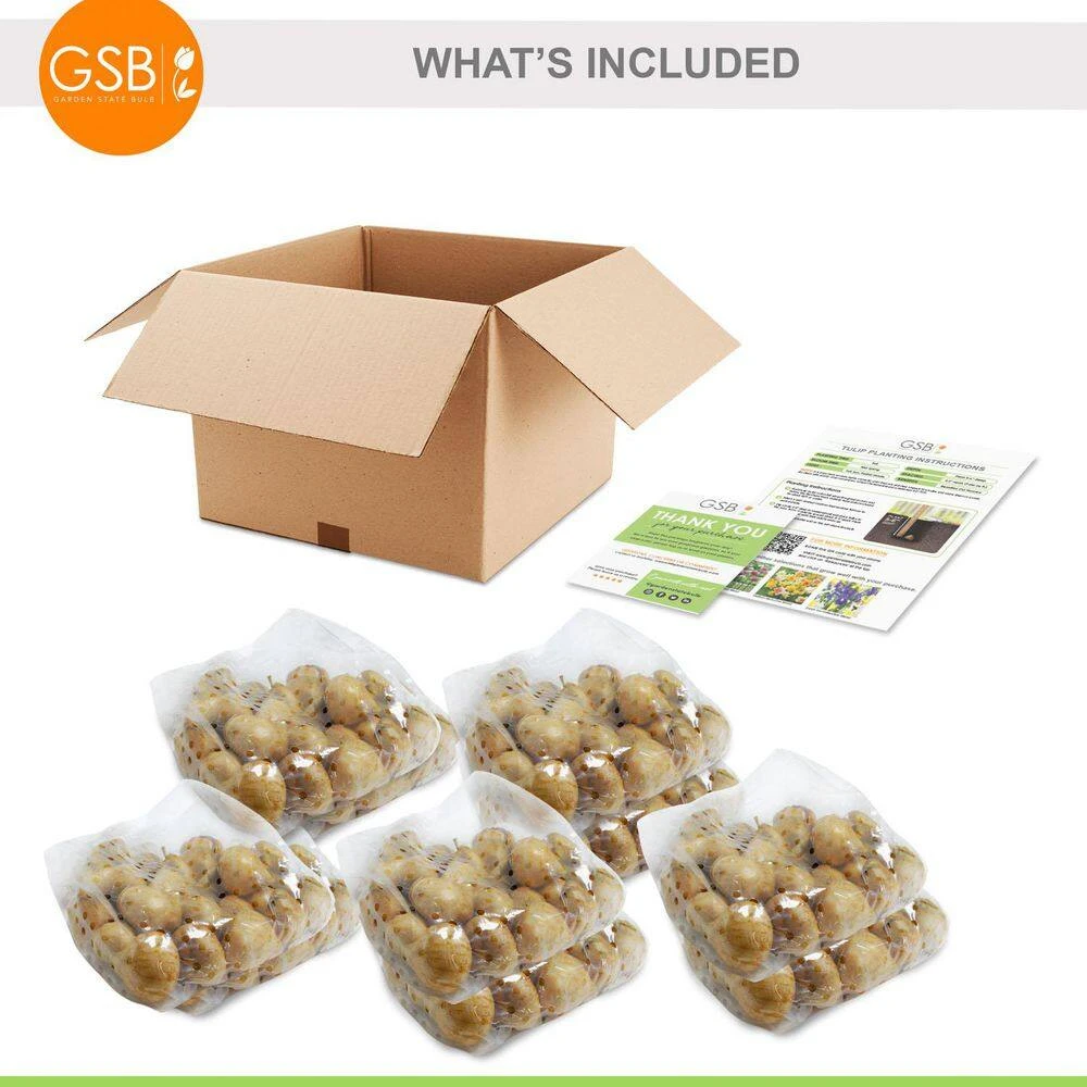 12/+ Cm Yellow And Maroon Mix Triumph Tulip Flower Bulbs (Bag Of 250) 9 12/+ Cm Yellow And Maroon Mix Triumph Tulip Flower Bulbs (Bag Of 250) - Image 7