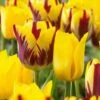 12/+ Cm Yellow And Maroon Mix Triumph Tulip Flower Bulbs (Bag Of 50) -J Parkers Garden Store garden state bulb flower bulbs ecf 131 50 02 64 1000