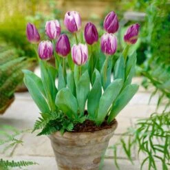 11/12 Cm Purple Reflection Mixed Triumph Tulip Flower Bulbs (Bag Of 50) -J Parkers Garden Store garden state bulb flower bulbs ecf 132 50 02 31 1000