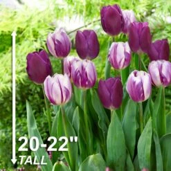 11/12 Cm Purple Reflection Mixed Triumph Tulip Flower Bulbs (Bag Of 50) -J Parkers Garden Store garden state bulb flower bulbs ecf 132 50 02 4f 1000