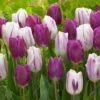11/12 Cm Purple Reflection Mixed Triumph Tulip Flower Bulbs (Bag Of 50)