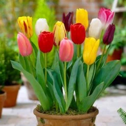 12/+ Cm Bright Sunshine Mix Single Late Tulip Flower Bulbs (Bag Of 100) -J Parkers Garden Store garden state bulb flower bulbs ecf 133 100 04 31 1000