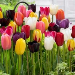 12/+ Cm Bright Sunshine Mix Single Late Tulip Flower Bulbs (Bag Of 100)