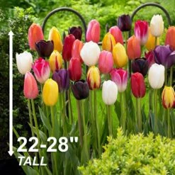 12/+ Cm Bright Sunshine Mix Single Late Tulip Flower Bulbs (Bag Of 50) 12 12/+ Cm Bright Sunshine Mix Single Late Tulip Flower Bulbs (Bag Of 50) -J Parkers Garden Store garden state bulb flower bulbs ecf 133 50 02 4f 1000