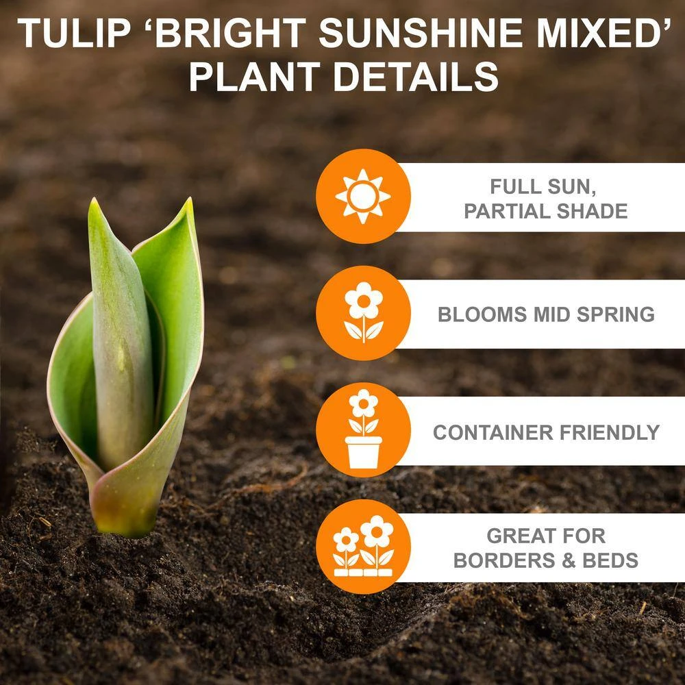 12/+ Cm Bright Sunshine Mix Single Late Tulip Flower Bulbs (Bag Of 50) 4 12/+ Cm Bright Sunshine Mix Single Late Tulip Flower Bulbs (Bag Of 50) - Image 2