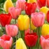 12/+ Cm Darwin Hybrid Mixed Tulip Flower Bulbs (Bag Of 100) -J Parkers Garden Store garden state bulb flower bulbs ecf 134 100 04 64 1000