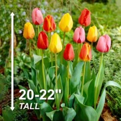12/ Cm, Darwin Hybrid Mixed Tulip Flower Bulbs (Bag Of 25) -J Parkers Garden Store garden state bulb flower bulbs ecf 134 25 01 4f 1000