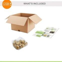 12/ Cm, Darwin Hybrid Mixed Tulip Flower Bulbs (Bag Of 25) -J Parkers Garden Store garden state bulb flower bulbs ecf 134 25 01 76 1000