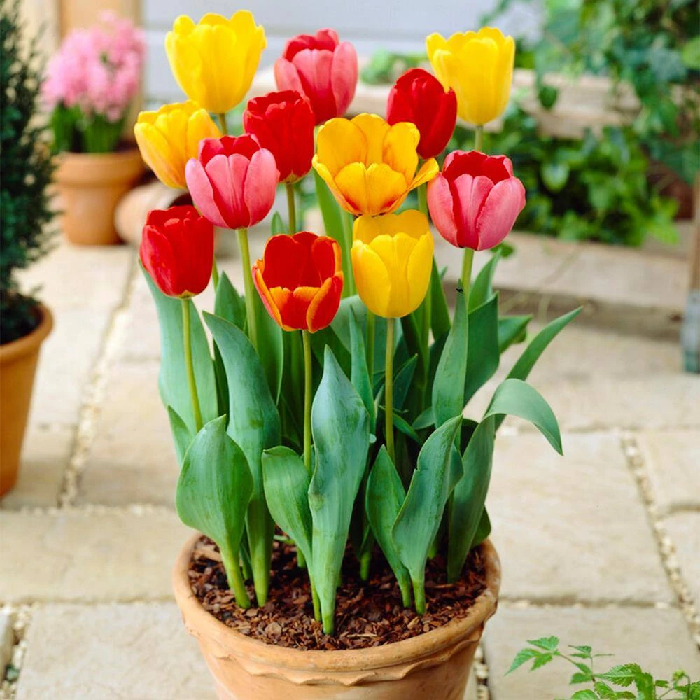 12/+ Cm Darwin Hybrid Mixed Tulip Flower Bulbs (Bag Of 250) 10 12/+ Cm Darwin Hybrid Mixed Tulip Flower Bulbs (Bag Of 250) - Image 8