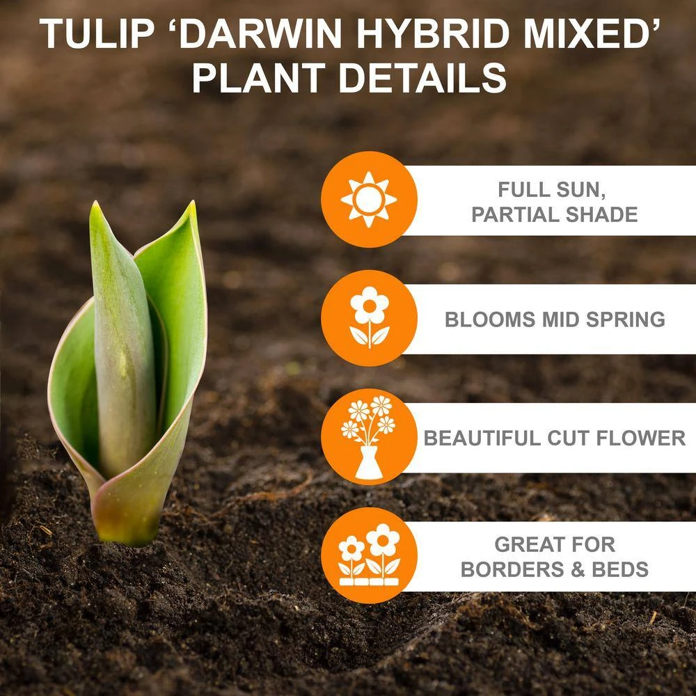 12/+ Cm Darwin Hybrid Mixed Tulip Flower Bulbs (Bag Of 250) 4 12/+ Cm Darwin Hybrid Mixed Tulip Flower Bulbs (Bag Of 250) - Image 2